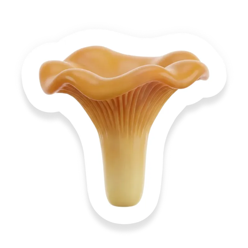 Chanterelle Mushroom