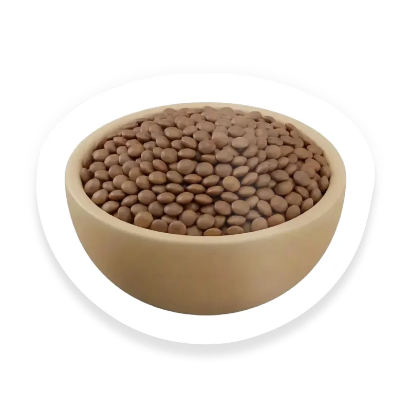 Lentil
