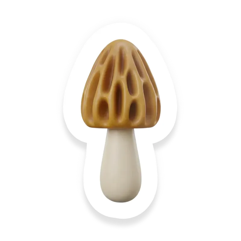 Morel Mushrooms