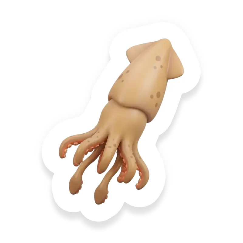 Squid